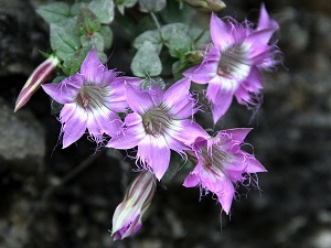 红花龙胆开花