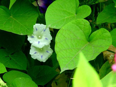 白花银背藤叶片