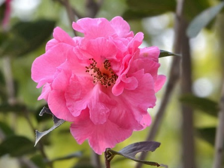 好看的花朵