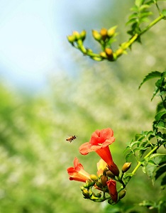 凌霄花