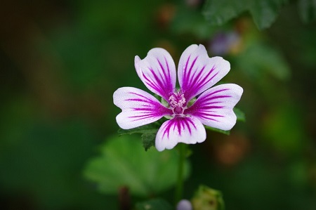 锦葵的小花