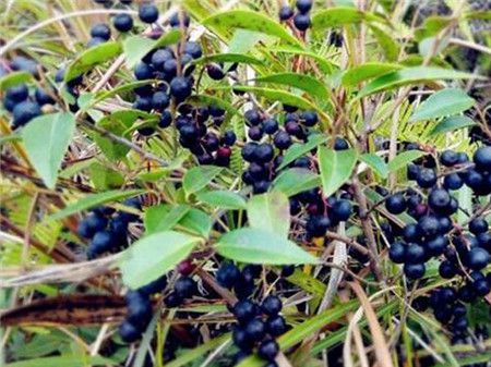 乌饭子的种植方法