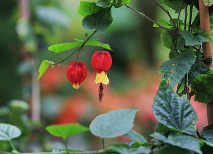 蔓性风铃花