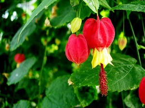 蔓性风铃花开花