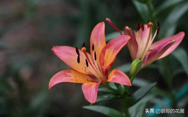 百合花怎么施肥浇水正确（怎么施肥才能长得好促使开花）