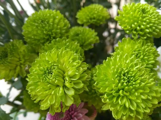 绿菊花的图片2