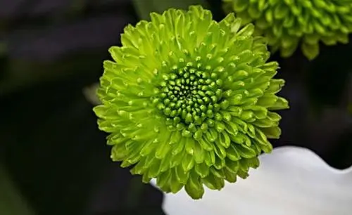 绿菊花的图片4