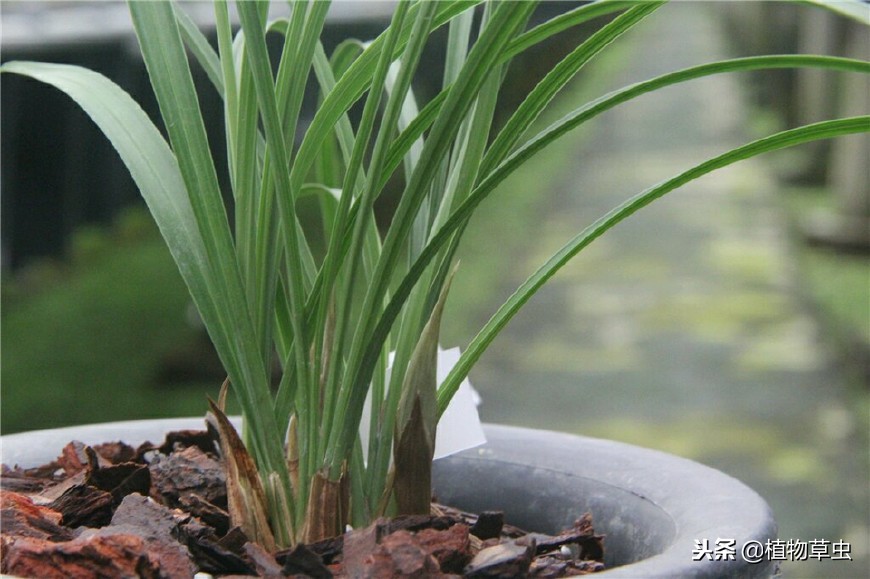 春兰来花苞了还需要春化吗（兰花春化的最佳方法及时间）