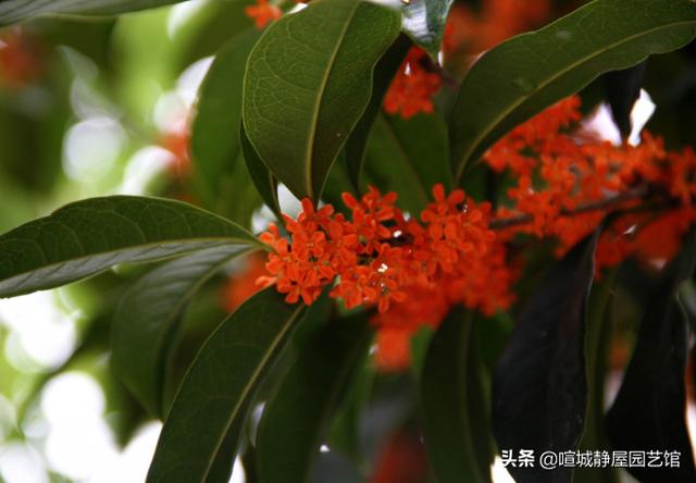 桂花哪个品种适合盆栽（家庭盆栽桂花什么品种最好最香）