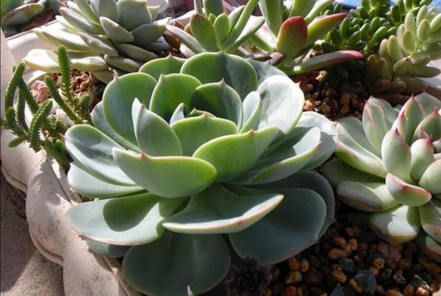 多肉植物夏天怎么养护出状态（多肉夏季怎么养殖能度夏）