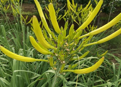 黄花菜什么时候移栽最好（黄花菜移栽时间和方法）