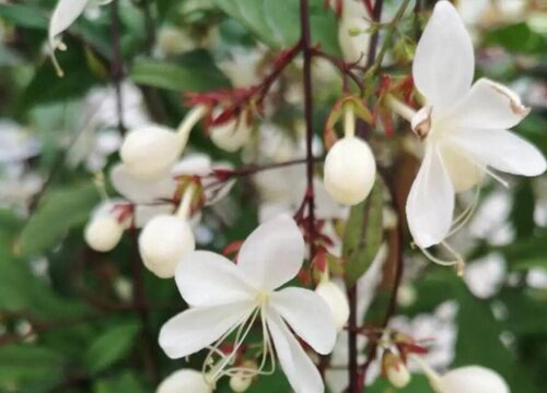 茉莉花多少天浇一次水 茉莉花浇什么水