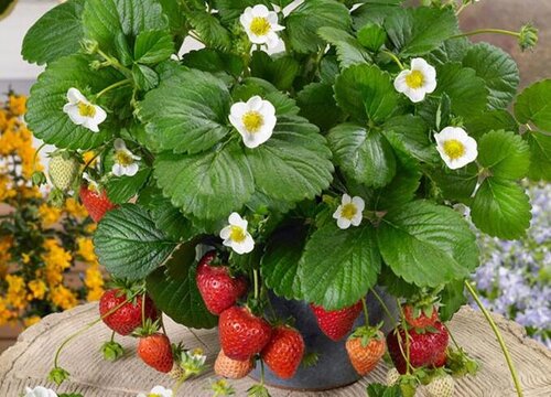 草莓多久发芽出土 草莓从发芽到开花结果成熟要多久