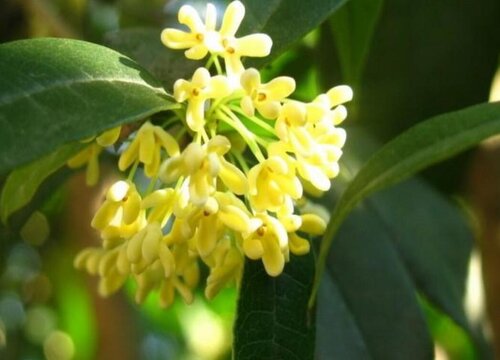 缅桂花为什么不能种在家里 缅桂花的种植方法