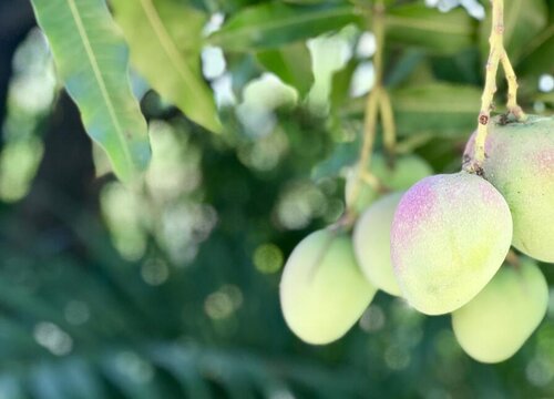 为什么家里不能种芒果树 家里种芒果好不好