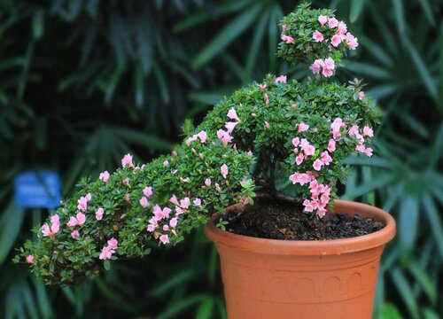 怎样判断杜鹃花该浇水 杜鹃花缺水的表现