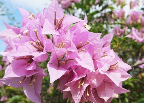 三角梅最勤花星级排行 哪些三角梅品种是勤花又好看