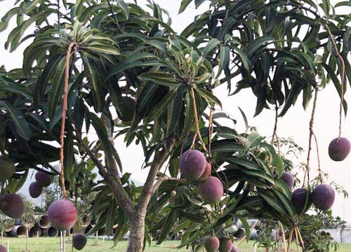 芒果树怎样修剪才能高产来年挂果多 芒果剪枝技术要点