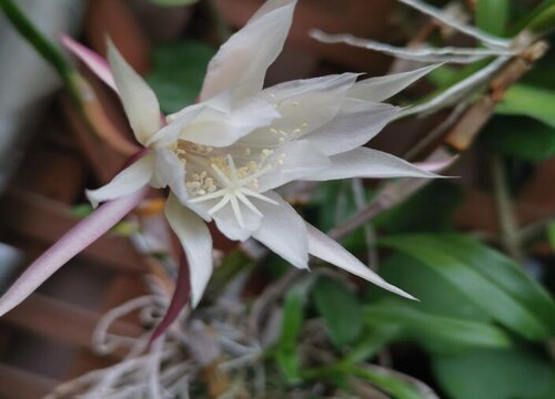 昙花为什么不能送人 昙花为什么不能养在家里