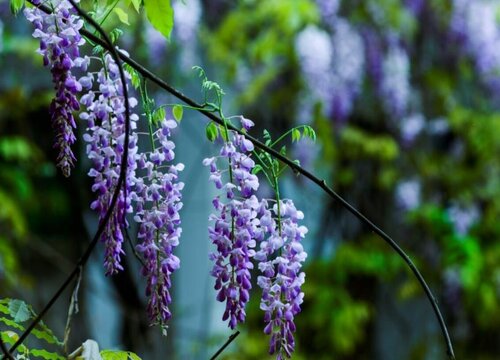 紫色花有哪些及花名 开紫色花的花卉品种名称及图片