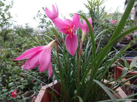 风雨兰花