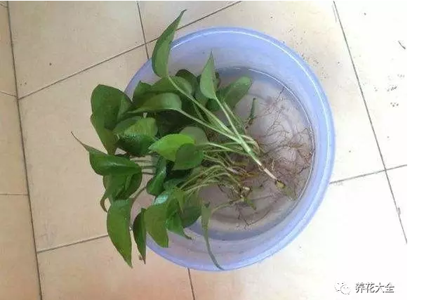 放到多菌灵浸泡