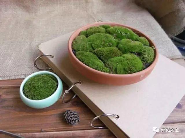 苔藓