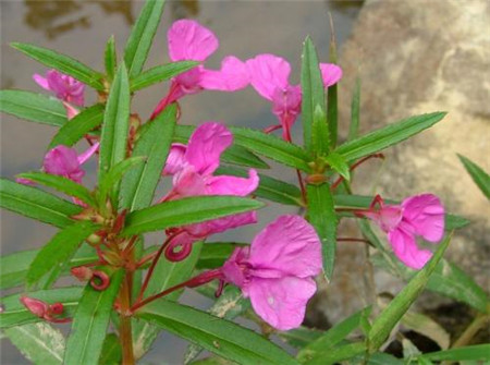 凤仙花植株