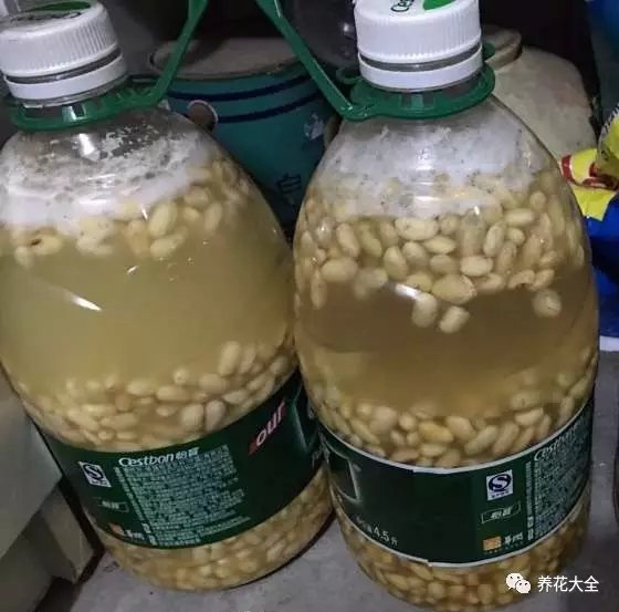 黄豆水