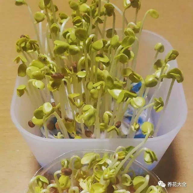  黄豆芽：