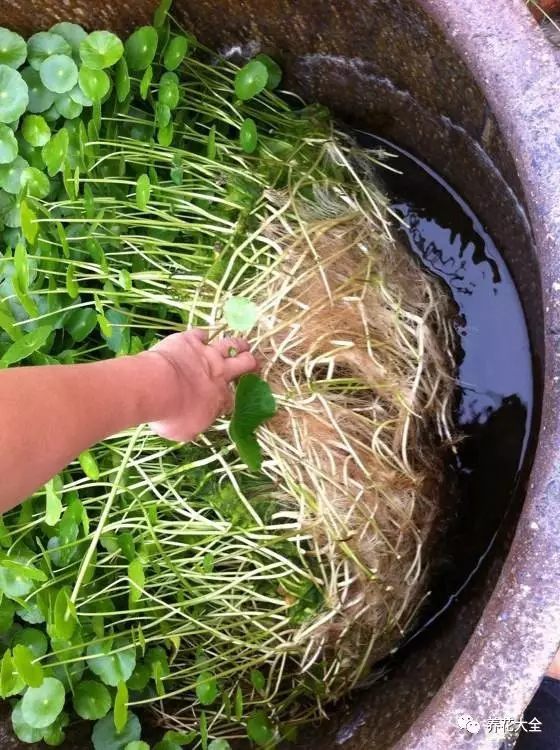 所以说，家里有院子的，最好把铜钱草搬到室外。住楼房的花友，就要把它放在阳台，不要放在室内。