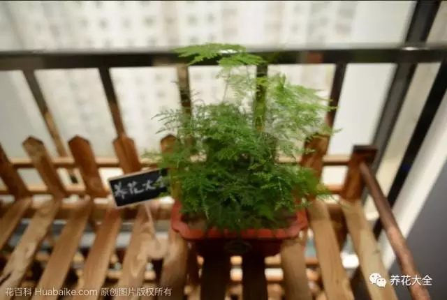 这40种花超耐阴，光照不好也能长满屋！