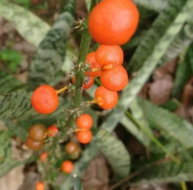 虎皮兰文竹这么养，不仅年年开花，还结满果子！