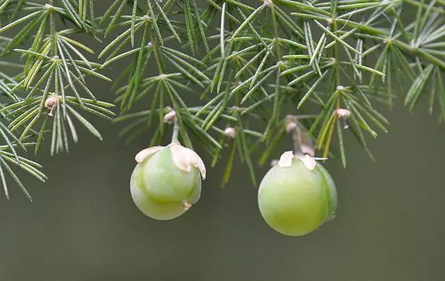 虎皮兰文竹这么养，不仅年年开花，还结满果子！