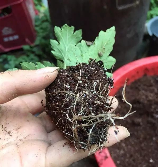 花开完赶紧剪，随手一插，5天就生根！