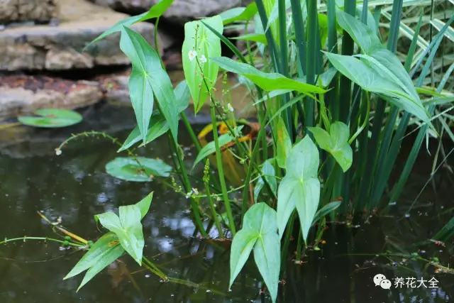 臭水沟挖点它养盆里，居然完爆花市重金买的盆栽！