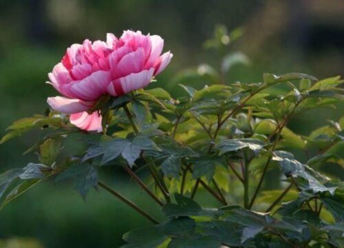 芍药花什么季节栽种 芍药花几月份种植最好