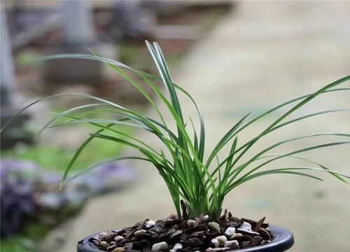 兰花空根是什么原因造成 浇水及植料引起兰花根空心