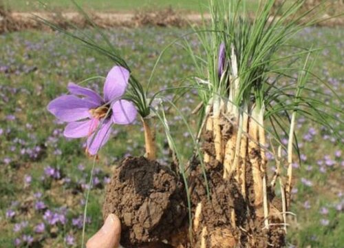 怎样种藏红花种球 藏红花球茎栽培与种植方法