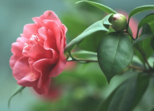 种茶花用什么土最好 盆栽茶花用什么土壤长得好