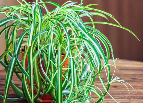 除甲醛植物十大排名 吸甲醛净化空气最好的绿植盆栽