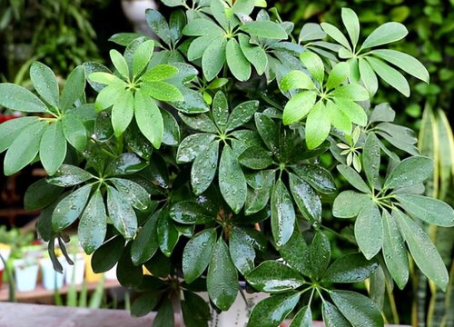 除甲醛植物十大排名 吸甲醛净化空气最好的绿植盆栽