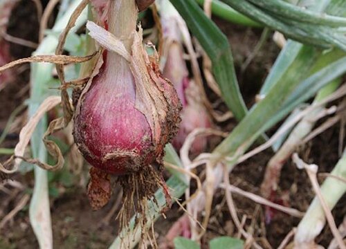 圆葱的种植方法和生长时间 圆葱生长过程与栽种技术