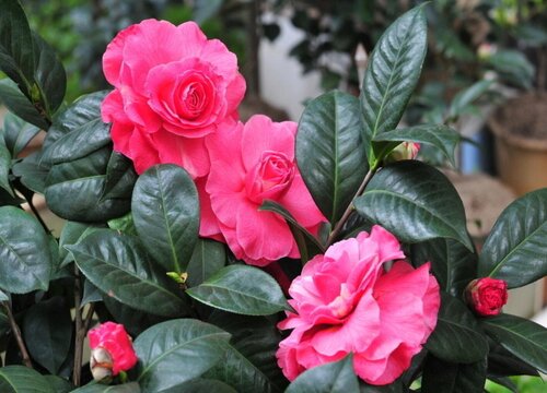 茶花有花苞能喷磷酸二氢钾吗 怎样给茶花施磷酸二氢钾