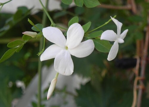 茉莉花老桩怎么养护 老桩茉莉养殖方法和注意事项