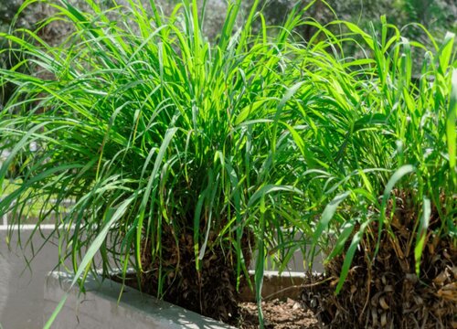 为什么家里不能种香茅草 种家里对风水好吗