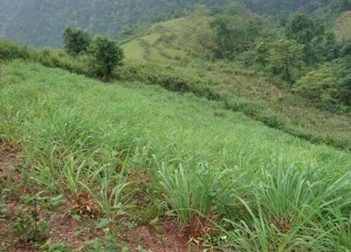 为什么家里不能种香茅草 种家里对风水好吗