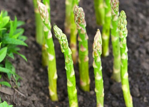 芦笋移栽时间和方法 什么时候移植最合适