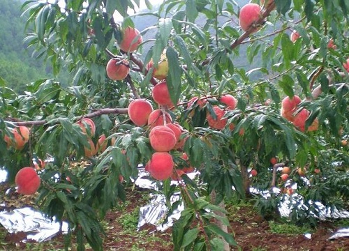 桃树移栽时间和方法 一年桃树苗的最佳移栽时间