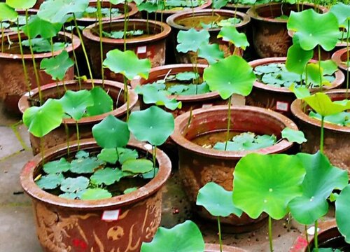 莲花盆栽的种植方法 用什么泥土种植